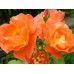 Троянда Вестерленд (Роза Westerland)